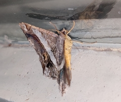 Chiasmia nora