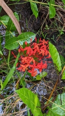 Ixora coccinea