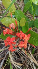 Ixora coccinea