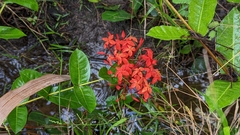 Ixora coccinea