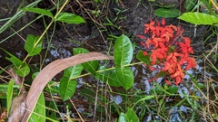 Ixora coccinea