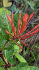Ixora coccinea