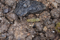 Isotomurus