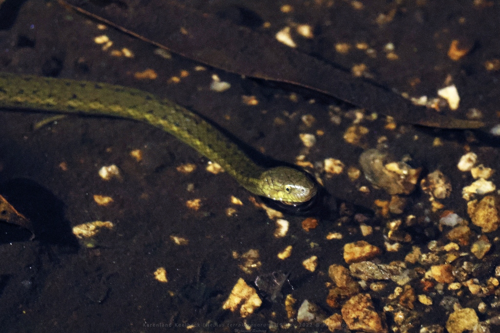 Karenland Keelback