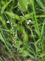 Scutellaria racemosa