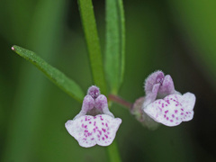 Scutellaria racemosa
