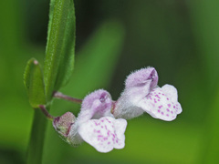 Scutellaria racemosa
