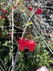Crinodendron hookerianum