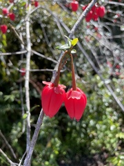 Crinodendron hookerianum