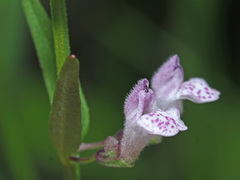 Scutellaria racemosa