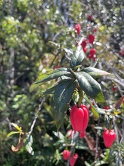 Crinodendron hookerianum