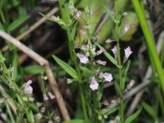 Scutellaria racemosa