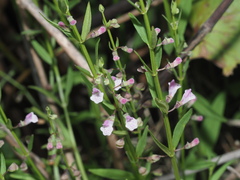 Scutellaria racemosa