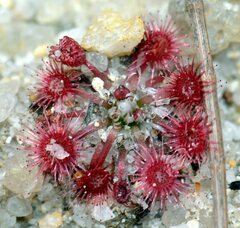 Drosera pygmaea