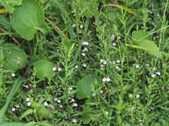Scutellaria racemosa