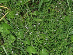 Scutellaria racemosa