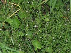 Scutellaria racemosa