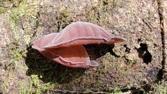 Auricularia fuscosuccinea