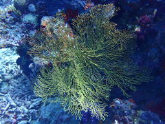 Melithaea ochracea