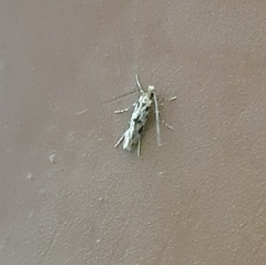 Lepidoptera