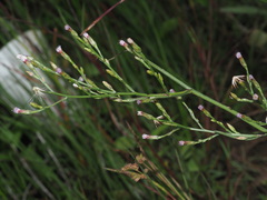 Symphyotrichum subulatum