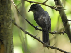 Coryphospingus pileatus