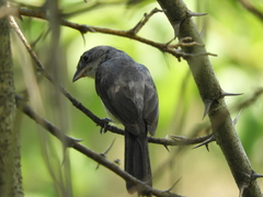 Coryphospingus pileatus