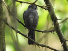Coryphospingus pileatus