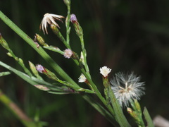 Symphyotrichum subulatum