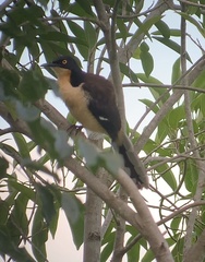 Donacobius atricapilla