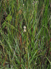 Symphyotrichum subulatum