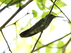 Colibri serrirostris