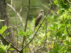 Elaenia
