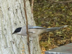 Cyanopica cyanus