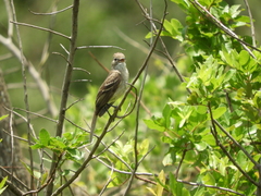 Elaenia