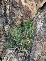 Scrophularia desertorum