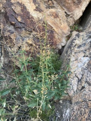 Scrophularia desertorum