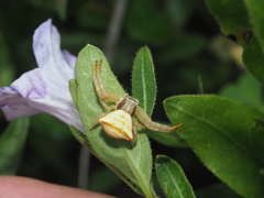 Ruellia cordata