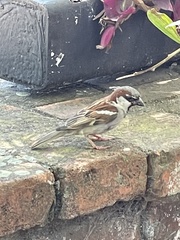 Passer domesticus