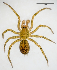 Dictynoidea