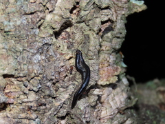 Ommatoiulus moreleti