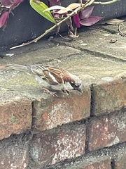 Passer domesticus