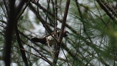 Lonchura leucogastroides