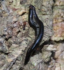 Ommatoiulus moreleti