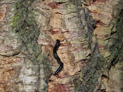 Ommatoiulus moreleti