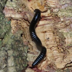 Ommatoiulus moreleti