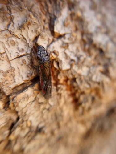 Photo of Smoketree Sharpshooter (Homalodisca liturata)