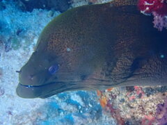 Gymnothorax javanicus