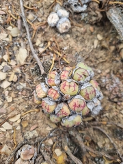 Conophytum