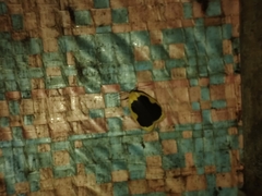 Pseudoblabes oophora